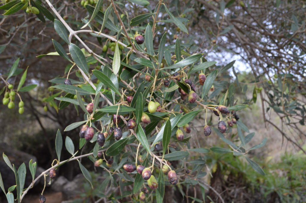 Acebuche – Plantas Medicinales Canarias