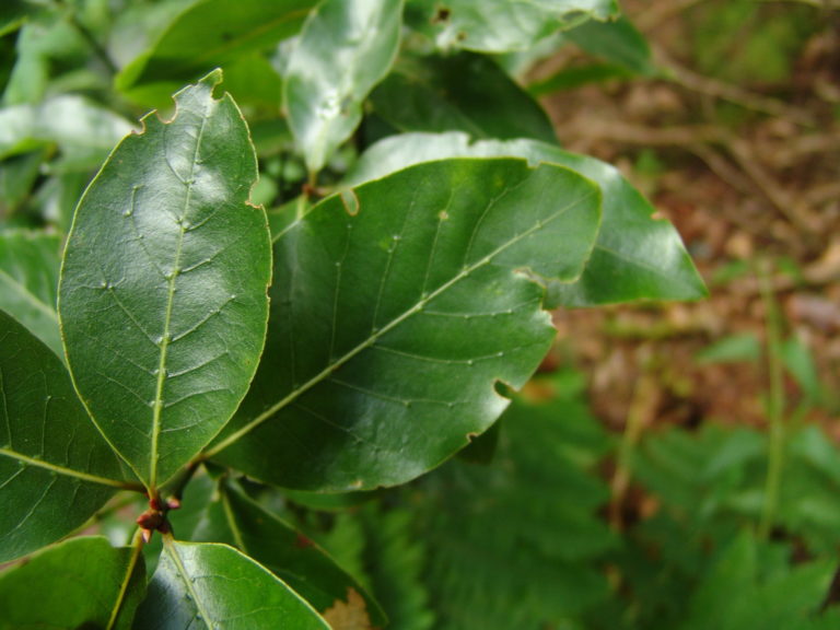 Laurel Plantas Medicinales Canarias