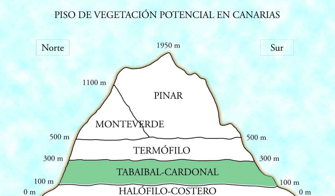 Qué temperatura hace en canarias