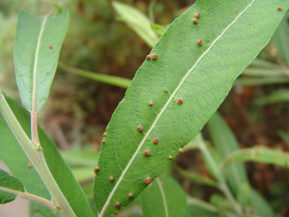Termófilo Plantas Medicinales Canarias