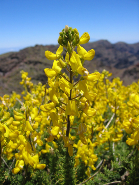 Codeso Plantas Medicinales Canarias