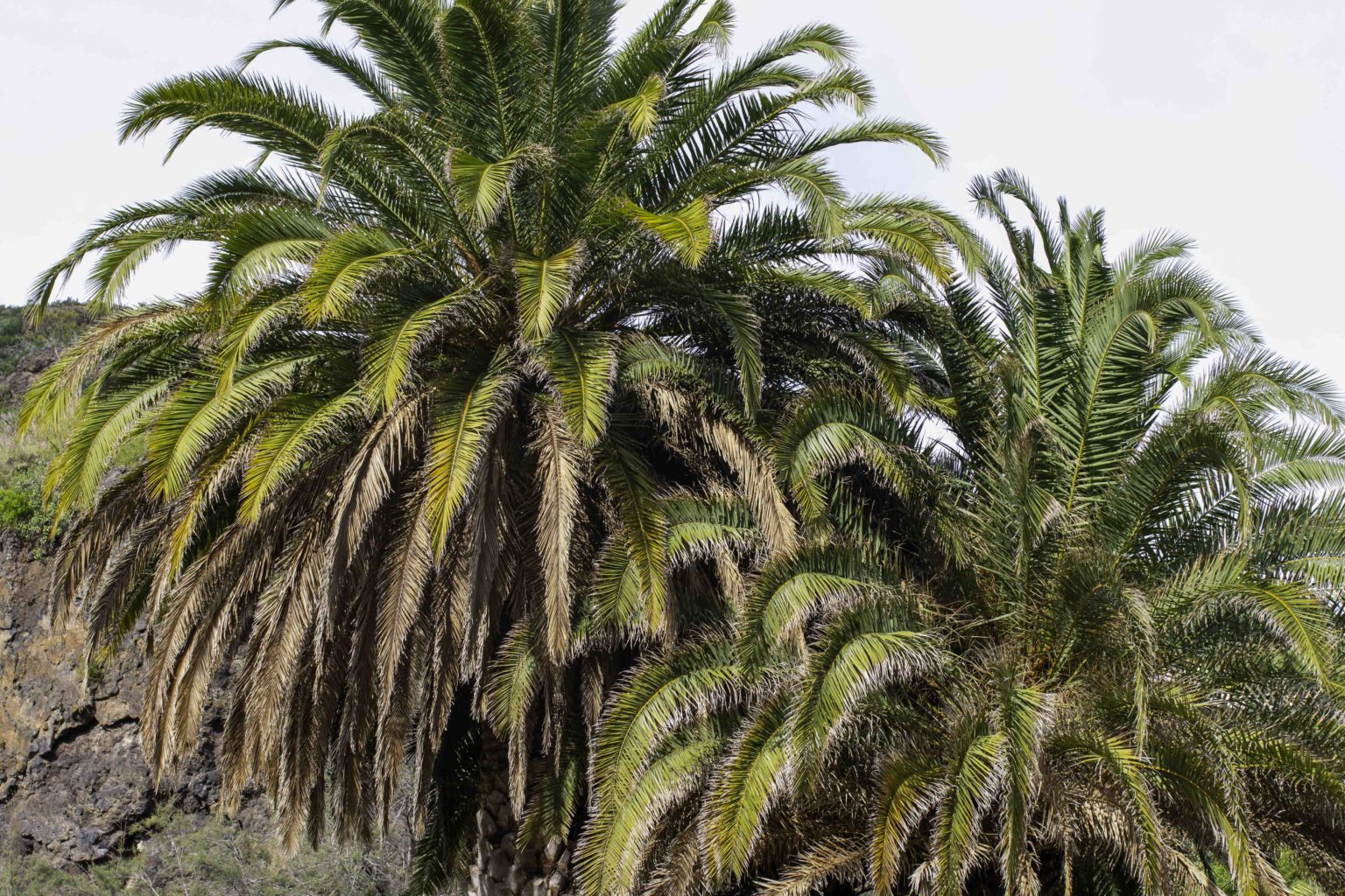 Palmera Canaria Plantas Medicinales Canarias